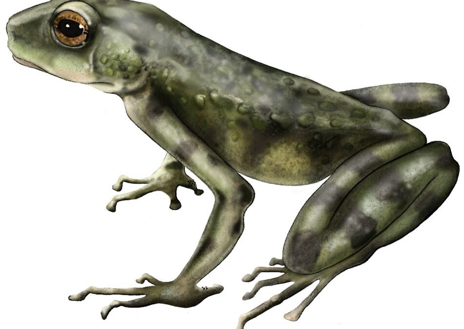 Una nueva especie de sapo hallada en Kenia revela la historia evolutiva oculta de los anfibios africanos
