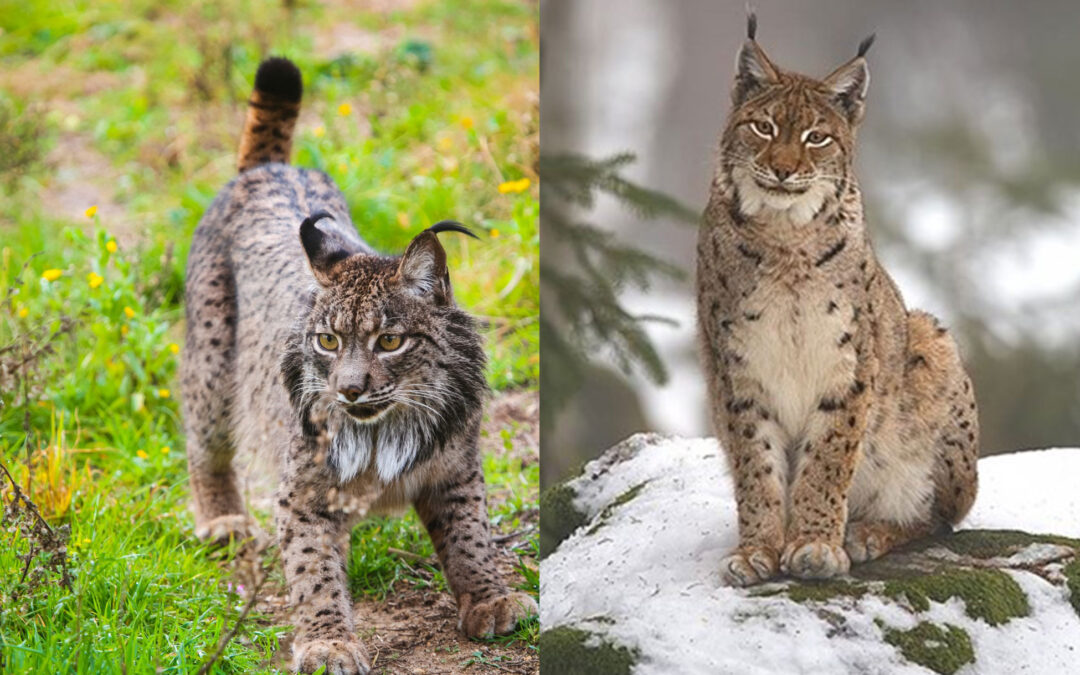 El lince ibérico se hibridó en un pasado reciente con el lince euroasiático