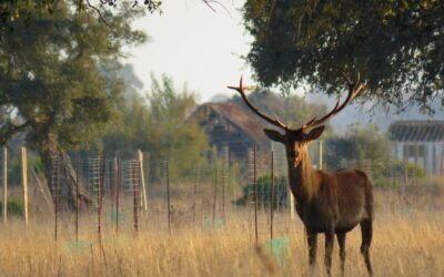 Un estudio analiza el efecto de carreteras, cercados y pasos de fauna en la conectividad de espacios en Doñana