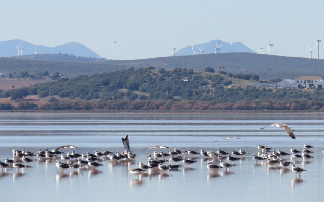 Un estudio señala que las gaviotas trasladan cientos de kilos de plástico de los vertederos a reservas naturales