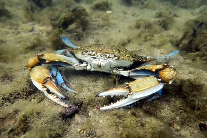 La dieta del cangrejo azul tiene un gran impacto en las especies locales del Estuario del Guadalquivir
