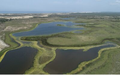 Las altas temperaturas están provocando que las lagunas y marismas de Doñana pierdan agua rápidamente