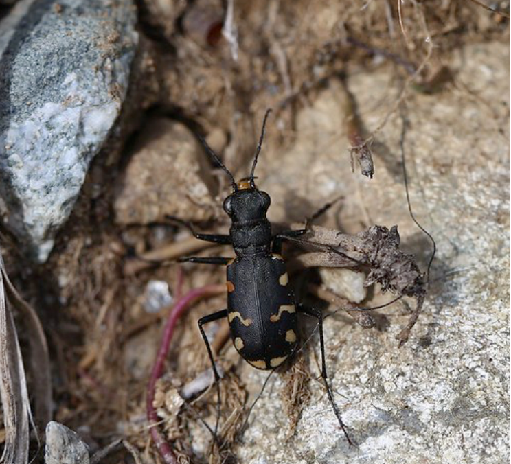 Escarabajo carábido de la familia Cicindelidae. Foto: Felix Neff