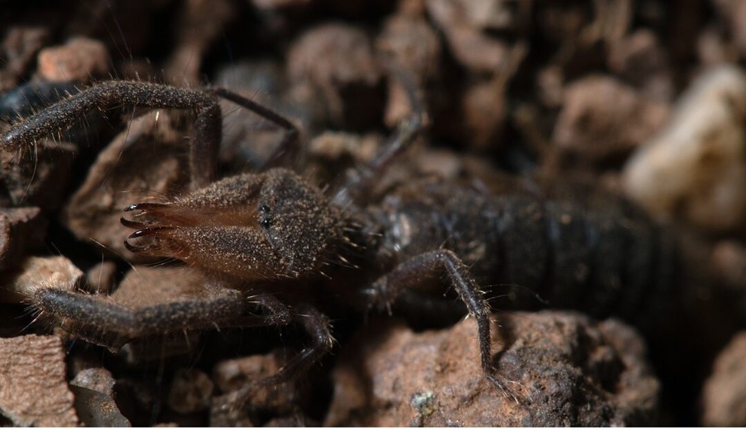 Descubren una nueva especie de araña camello en la península ibérica