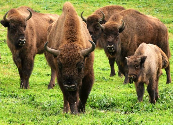 El bisonte, especie amenazada, se puede adaptar bien al clima mediterráneo del sur de España