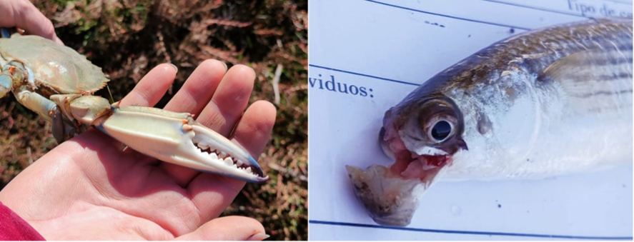 Detalle de quelípedo de jaiba y ejemplo de daños sobre un mugílido. Foto: Sergio Bedmar