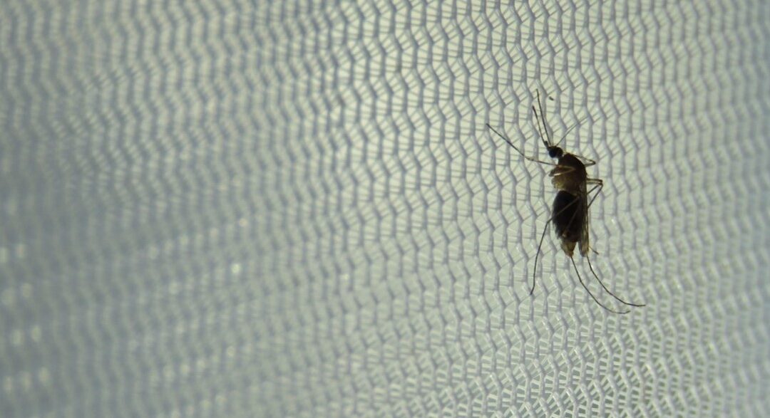 Las características del hábitat determinan la presencia de parásitos de la malaria aviar en mosquitos