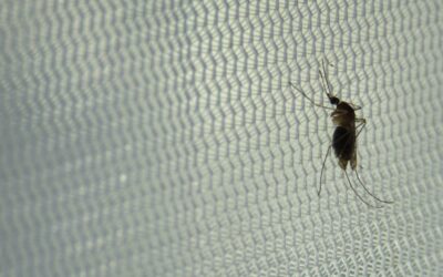 Las características del hábitat determinan la presencia de parásitos de la malaria aviar en mosquitos