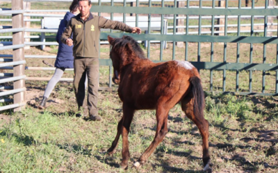 La ICTS Doñana trabaja con el caballo de las Retuertas en Doñana para garantizar su conservación