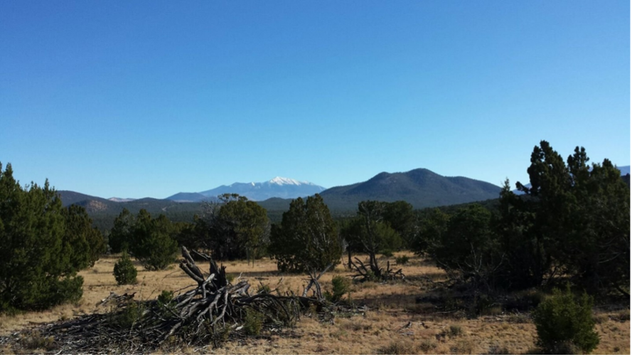 Ecosistema de bosque abierto de Arizona, EE.UU. / Manuel Delgado Baquerizo