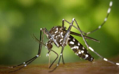 Un estudio liderado por el CSIC muestra la escasa importancia del mosquito tigre en la transmisión de la malaria aviar