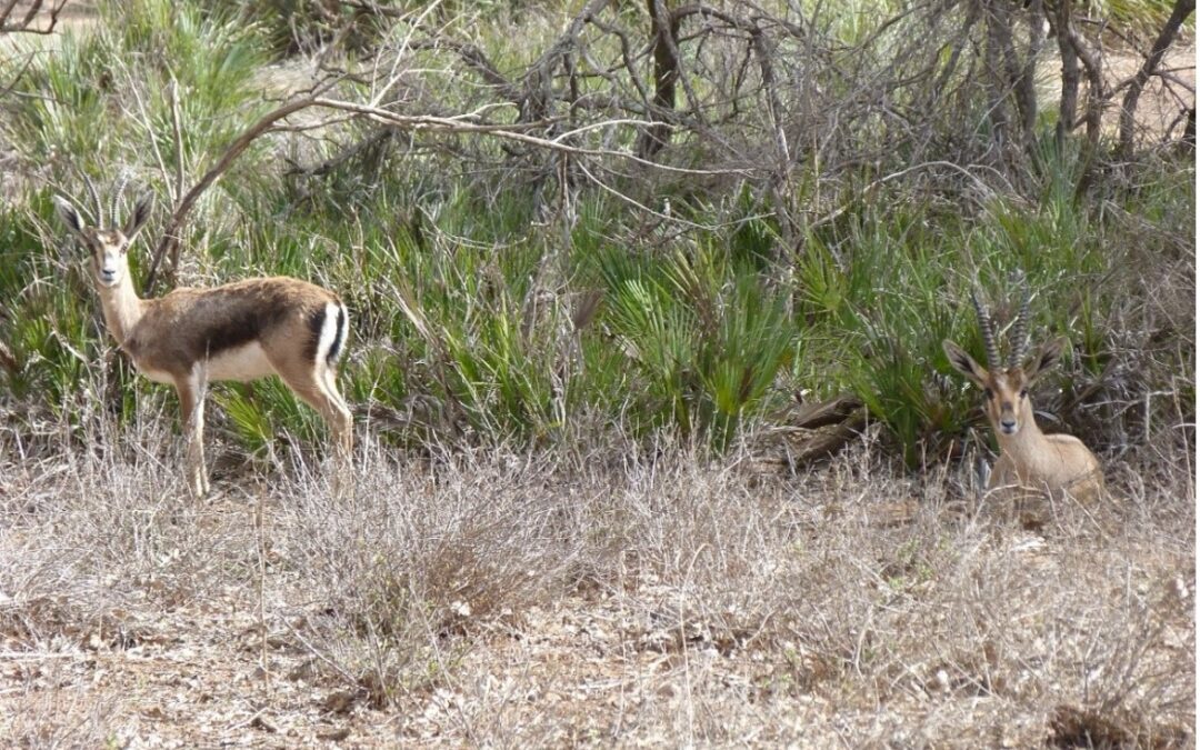 Diferentes especies de gacelas potencialmente competidoras coexisten en un mismo hábitat gracias al reparto de recursos