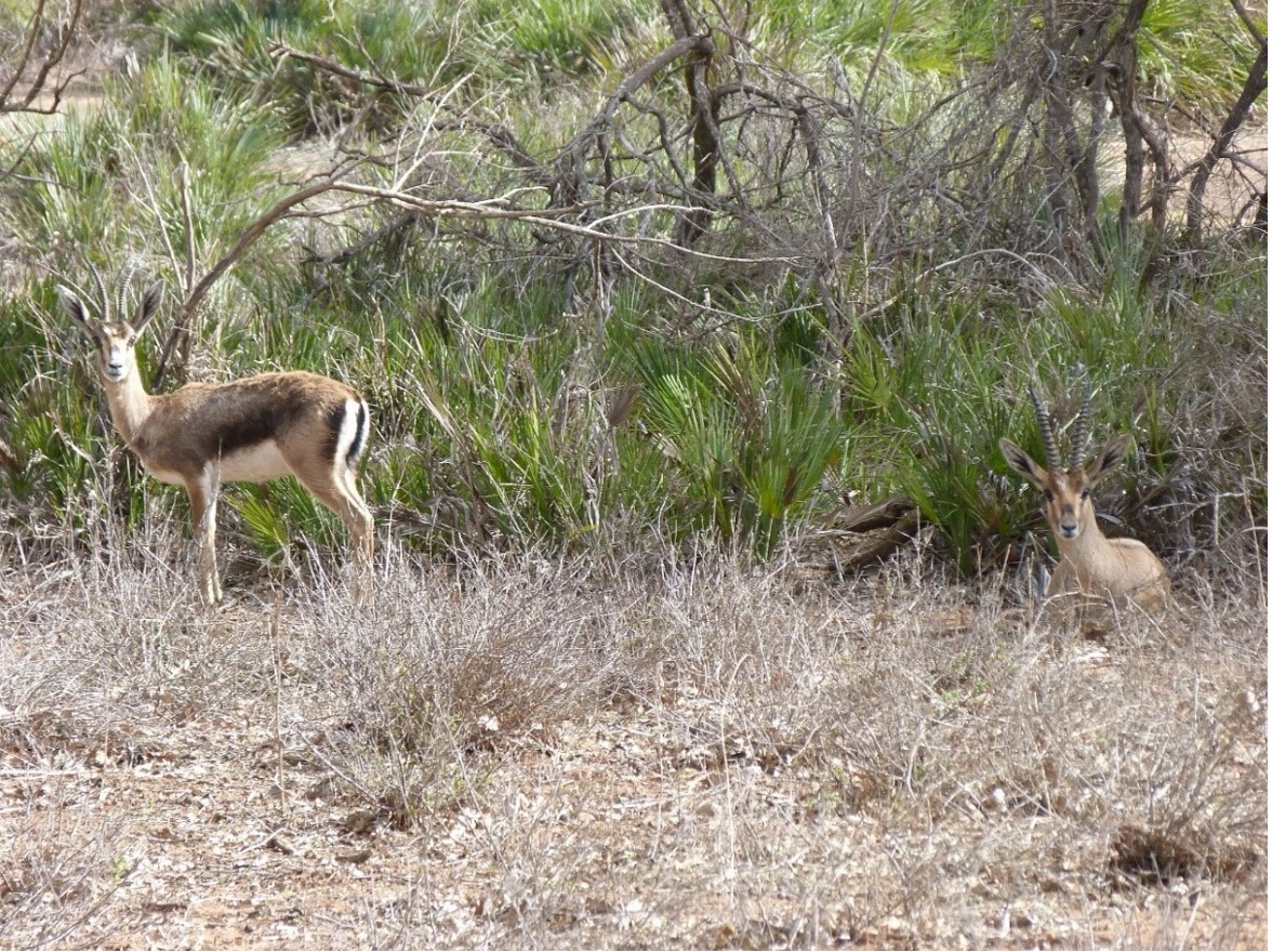 Ejemplares hembra (izquierda) y macho (derecha) de Gacela de Cuvier / Óscar Rodríguez