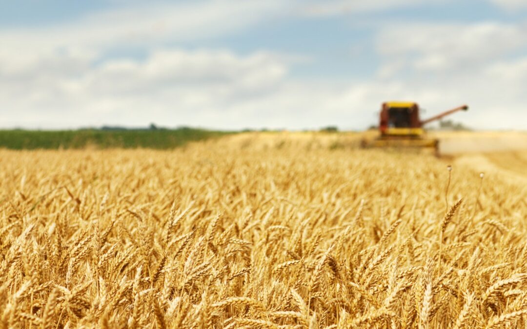 El CSIC participa en un proyecto europeo de mejora genética de patata, trigo y leguminosas para combatir las plagas