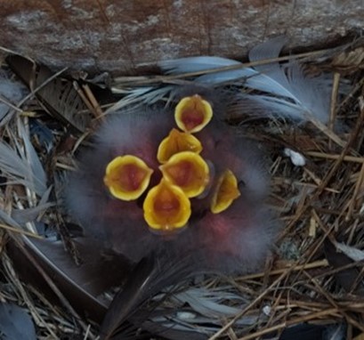 Los sonidos que emiten las crías de aves no sólo indican hambre, sino también su estado de salud