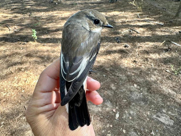 La campaña de anillamiento de aves paseriformes de Doñana detecta que las migrantes transaharianas llegan con más grasa corporal