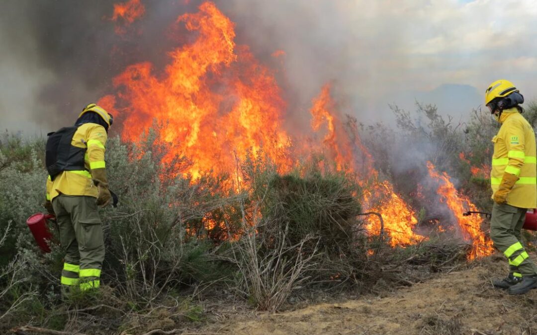 Las quemas prescritas de Doñana favorecen a las poblaciones de conejo, principal presa del lince ibérico y el águila imperial