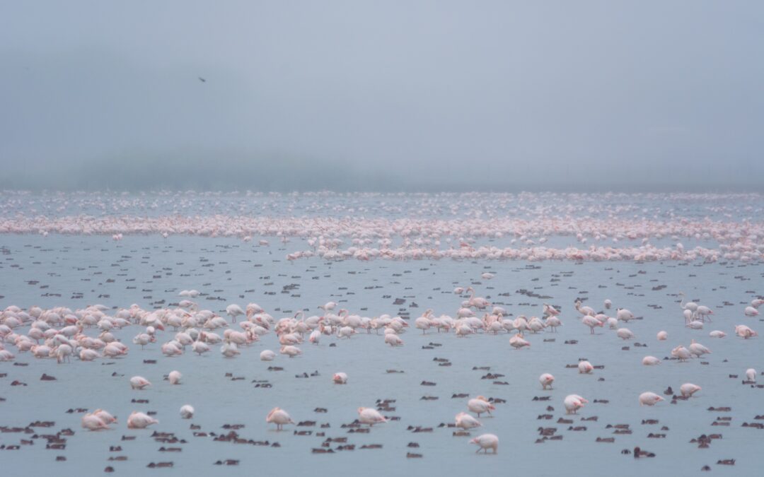 El  mal  estado de Doñana afecta  negativamente a las aves acuáticas de toda  Europa