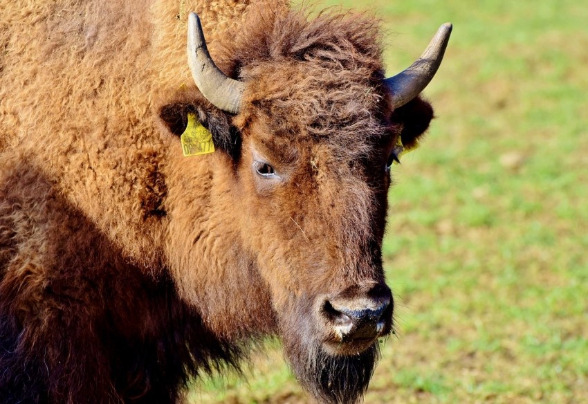 Personal científico de 25 instituciones desaconseja totalmente la introducción del bisonte europeo en España