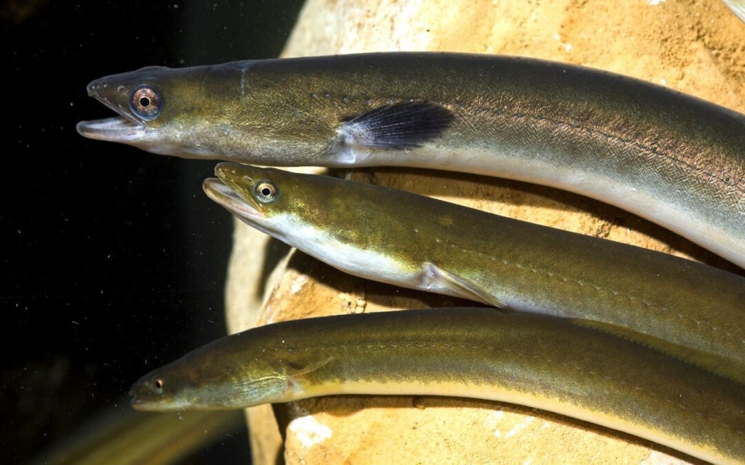 La anguila, al borde de la extinción: un nuevo estudio revela su situación crítica