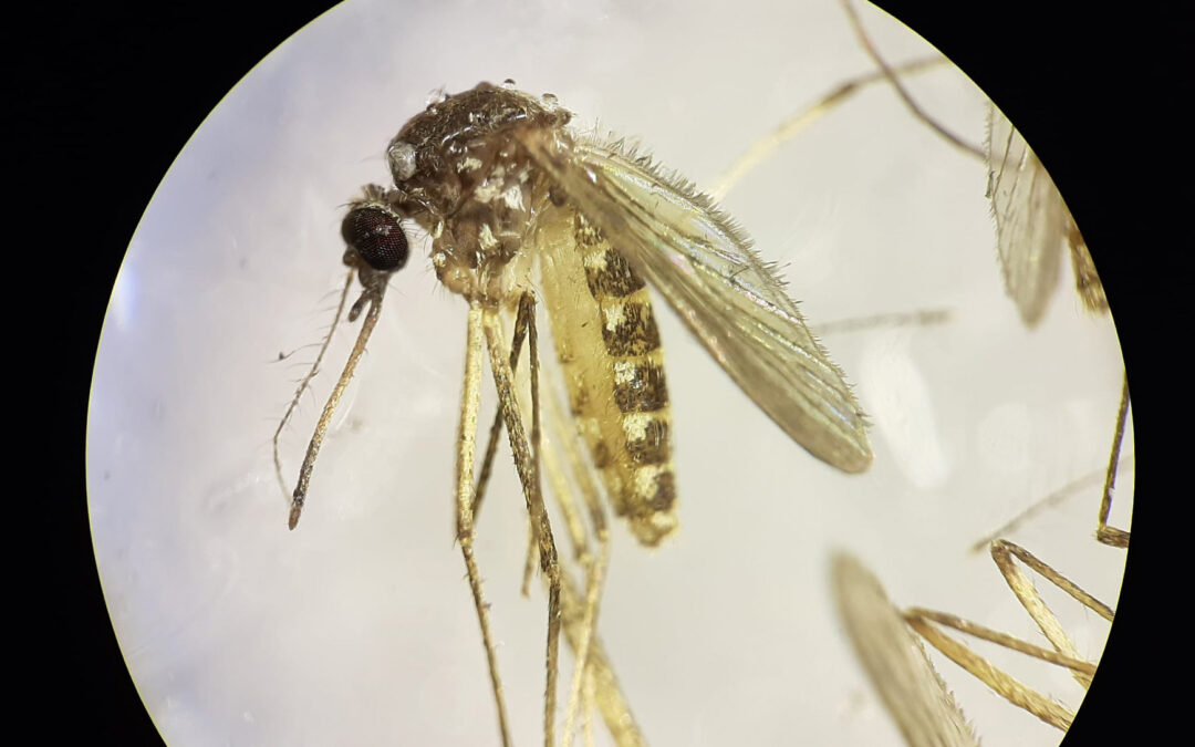 Detectado por primera vez el virus Sindbis en mosquitos del suroeste de España