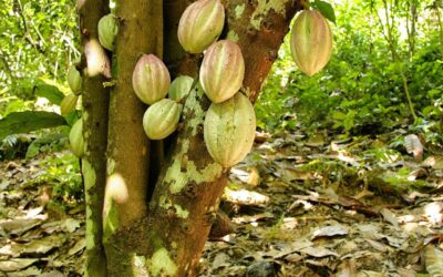 Un equipo internacional desarrolla un bioproceso que reduce el cadmio en los cultivos de cacao