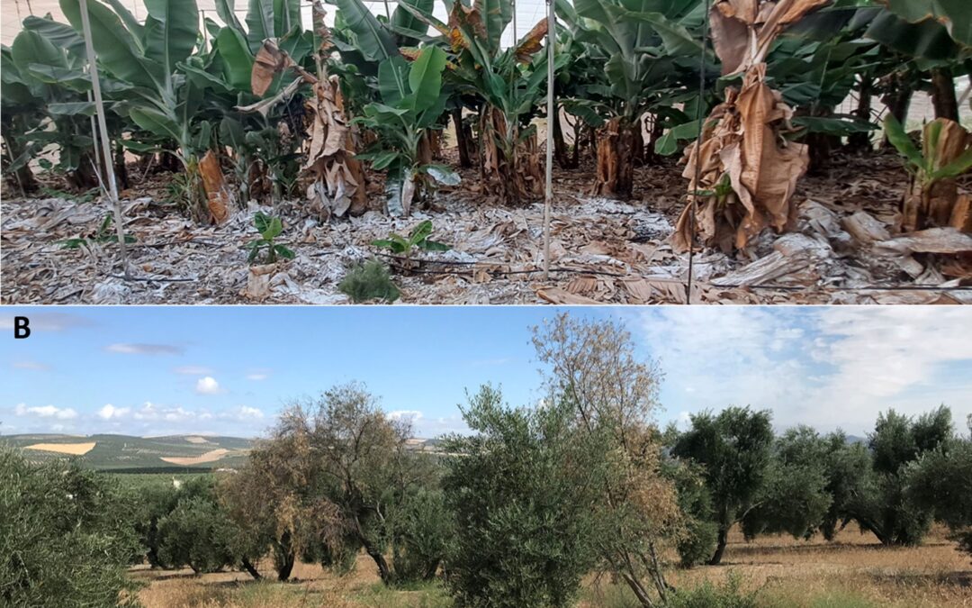 Investigadores del CSIC ponen de relieve la necesidad de encontrar soluciones sostenibles al control de hongos vasculares de las plantas