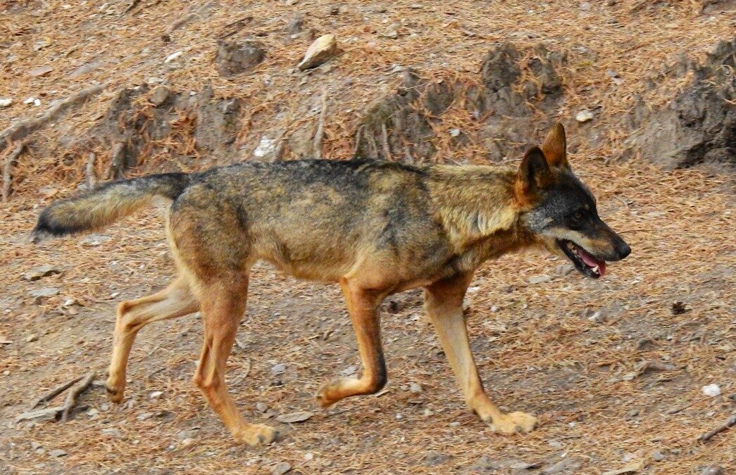 Los lobos ibéricos tendrían una naturaleza única resultado de la hibridación con perros en el pasado