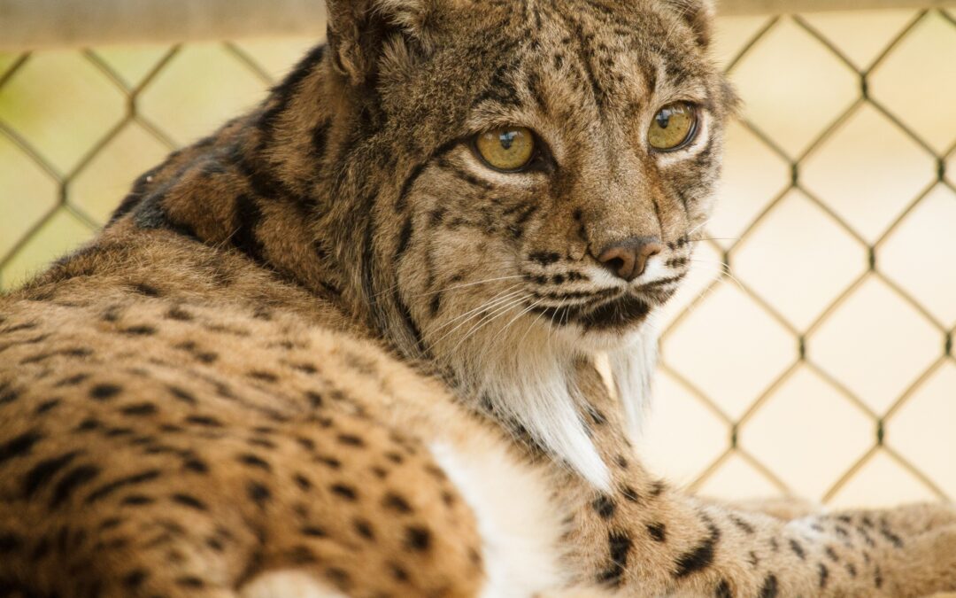 La diversidad genética disminuye a nivel mundial, pero las acciones de conservación se demuestran efectivas para frenar su pérdida