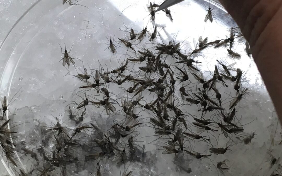 Un estudio desvela la composición de la microbiota del mosquito Culex perexiguus, principal vector del virus del Nilo
