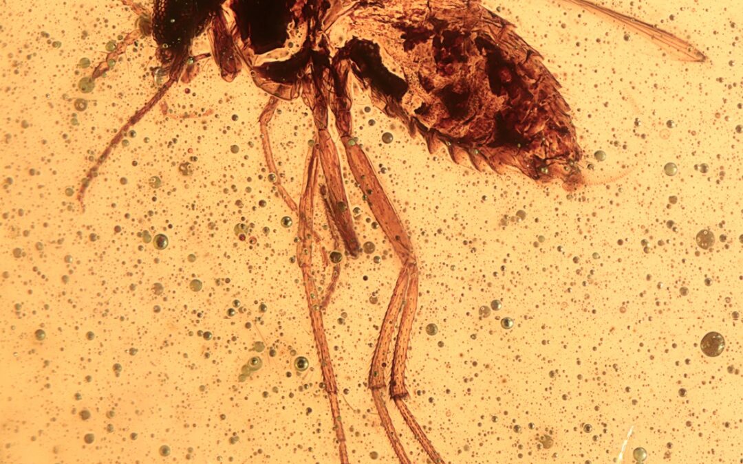 Insectos acuáticos hallados en ámbar podrían revelar nuevas claves sobre la extinción de fauna de agua dulce