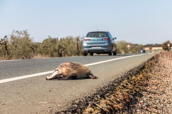 Hasta 55 millones de vertebrados podrían estar muriendo en las carreteras españolas