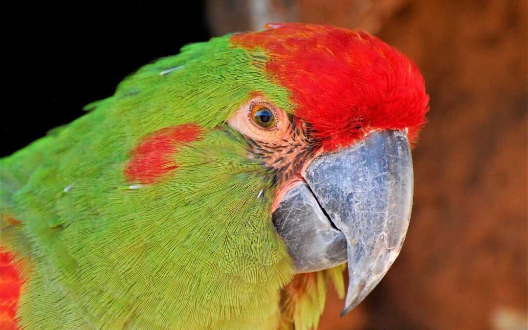 Se estima que casi un 90% de los loros capturados ilegalmente en Bolivia terminan como mascotas de la población local